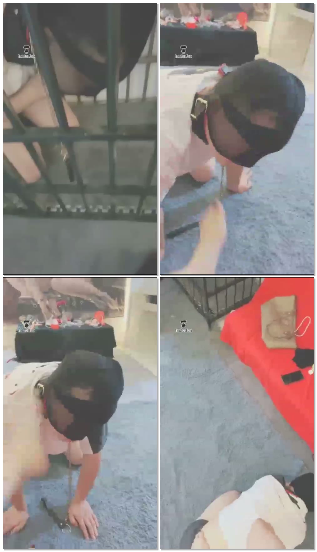 【贵阳妖妖学姐】训练狗狗开始